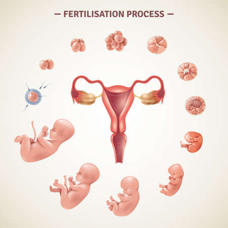 Colored poster with scheme of human fertilization process and embryo development in realistic style vector illustrationのイラスト素材