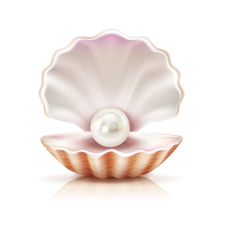 Mother of pearl shining in open shell of freshwater or seashell mollusk closeup realistic image vector illustrationのイラスト素材