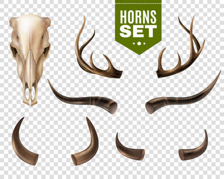 Realistic set of cow skull and horns of different shape isolated on transparent background vector illustrationのイラスト素材
