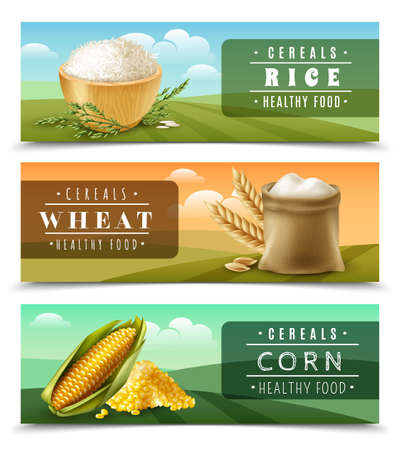 Three horizontal cereals banner set with rice wheat and corn healthy food descriptions vector illustrationのイラスト素材