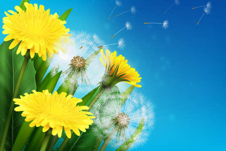 Realistic blooming dandelion and its flying seeds on blue background vector illustrationのイラスト素材