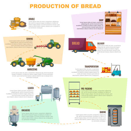 Bread production infographics, stages  from grain sowing to goods delivery in shop on light background vector illustrationのイラスト素材