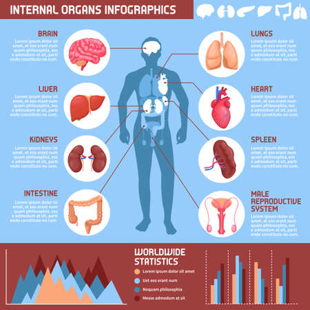 Human internal organs infographics with information about digestive, respiratory and reproductive systems in male body vector illustrationのイラスト素材