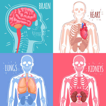 Human internal organs design concept with brain, heart, lungs, kidneys and skeleton structure isolated vector illustrationのイラスト素材