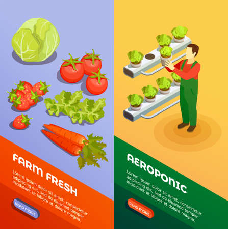 Hydroponic and aeroponic vertical  banners with farmer growing fresh fresh fruits and vegetables isometric vector illustrationのイラスト素材