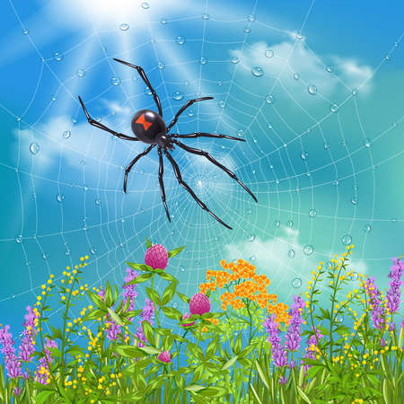 Spider in web sunbathing above wild flowers on sunny summer day close up realistic image vector illustrationのイラスト素材