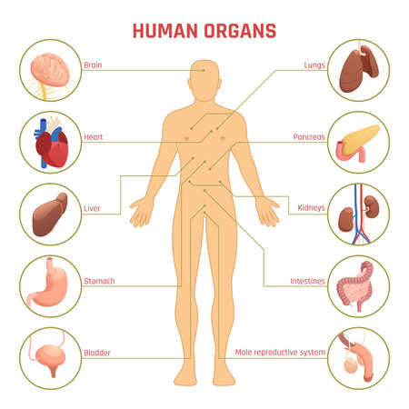 Isometric diagram infographics with man silhouette human organs their names and location on white background 3d vector illustrationのイラスト素材