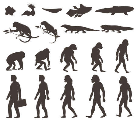 Human evolution darwin theory set of silhouettes of amphibian, reptile, primates and modern person isolated vector illustrationのイラスト素材