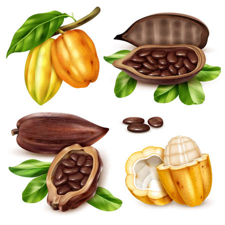 Isolated and realistic cocoa icon set with unripe and ripe fruit in cut form and whole vector illustrationのイラスト素材