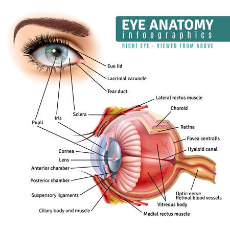 Human eye anatomy infographics with outside view and organ inside structure on white background realistic vector illustrationのイラスト素材