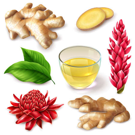 Realistic ginger root with red flowers  spicy set with tea, leaves on white background isolated vector illustrationのイラスト素材