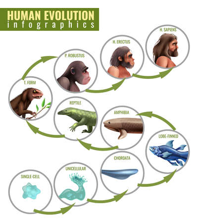 Human evolution infographics with development stages from single cell to homo sapiens on white background vector illustrationのイラスト素材