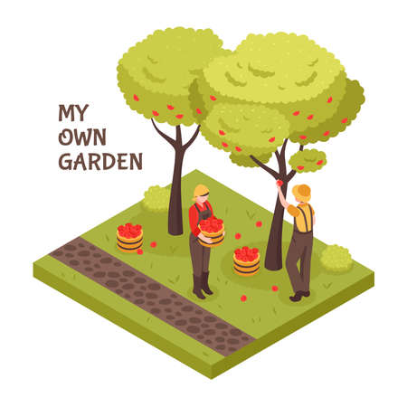 Gardening isometric concept with trees fruit and lawn symbols vector illustrationのイラスト素材