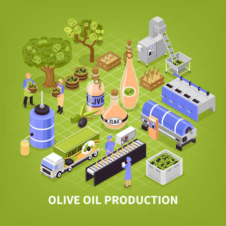 Olive production process isometric poster with fruit collection transportation oil extracting packaging infographic elements green background vector illustrationのイラスト素材