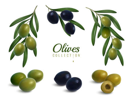 Set of realistic branches of olives with leaves, green and black glossy fruits isolated vector illustrationのイラスト素材