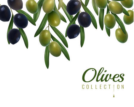 Realistic branches of green and black glossy olives with leaves on white background vector illustrationのイラスト素材