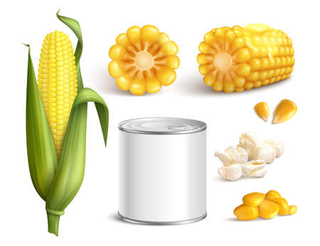 Maize in cob with green leaves, grains, pop corn, canned product, realistic set isolated vector illustrationのイラスト素材