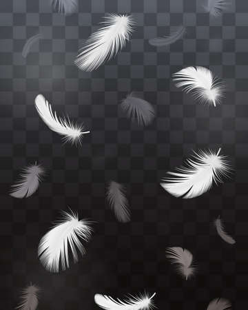 Black and white bird feathers realistic transparent set isolatedのイラスト素材