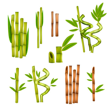 Green bamboo decorative elements and warm massage hollow canes tools various styles realistic set isolated vector illustrationのイラスト素材