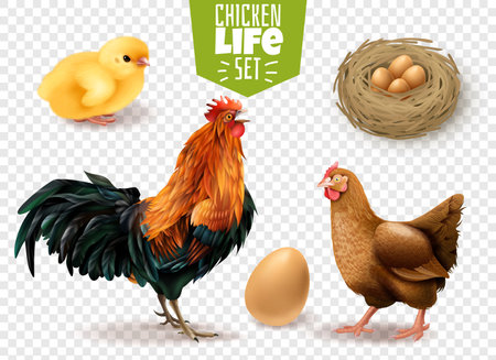 Chicken life cycle realistic set from eggs laying chicks hatching to adult birds transparent background vector illustrationのイラスト素材