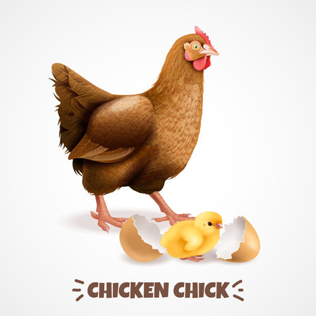 Mother hen with newly hatched chick with eggshell closeup realistic chicken life cycle element poster vector illustrationのイラスト素材