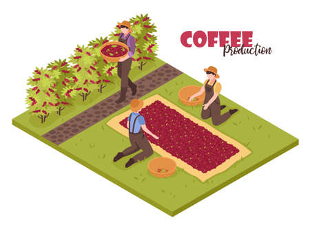 Isometric coffee production white background with plants bushes and people collecting beans with editable ornate text vector illustrationのイラスト素材