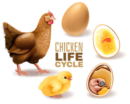 Chicken life cycle stages realistic  composition from fertile egg embryo development hatching to adult hen vector illustrationのイラスト素材