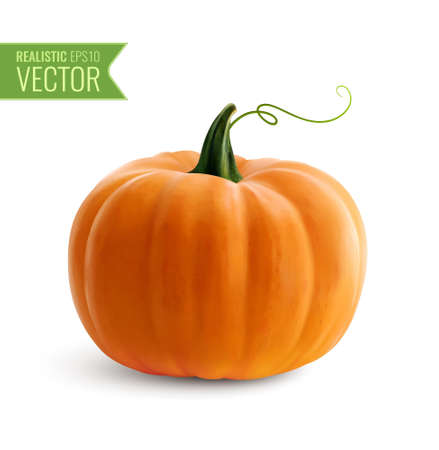 Realistic orange pumpkin icon on white background for decoration halloween or thanksgiving day holidays vector illustrationのイラスト素材