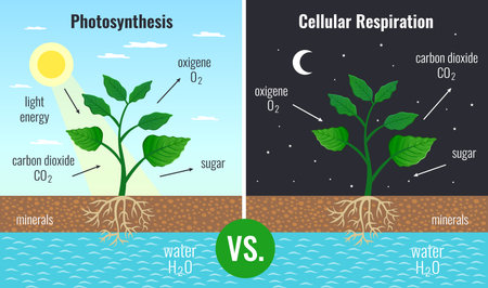 Photosynthesis accumulating sugar and cellular respiration fueling all plants functions day night 2 educational posters vector illustrationのイラスト素材