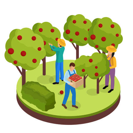 Ordinary farmers life isometric background composition with three green space workers collecting fruits from surrounding trees vector illustrationのイラスト素材