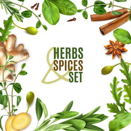 Herbs spices realistic square frame with fresh rosemary thyme rocket spinach leaves cinnamon ginger anise vector illustrationのイラスト素材