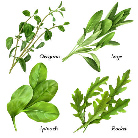 Set of realistic herbs and spices, fresh plants oregano, sage, spinach, arugula isolated vector illustrationのイラスト素材