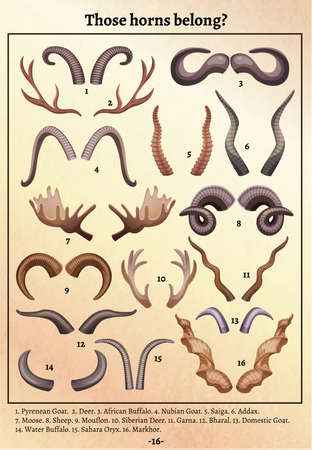 Wild animals horns anthers varieties old retro educational poster with ciphers and matching names footnote vector illustrationのイラスト素材