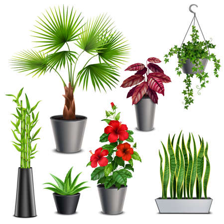 House plants realistic set with hibiscus succulents ivy hanging pots fan palm bamboo stalks vase vector illustrationのイラスト素材