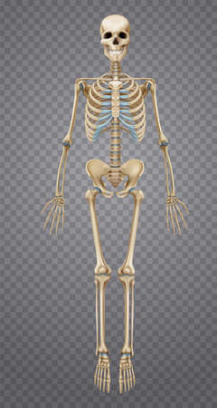Realistic human skeleton isolated on transparent background 3d vector illustrationのイラスト素材