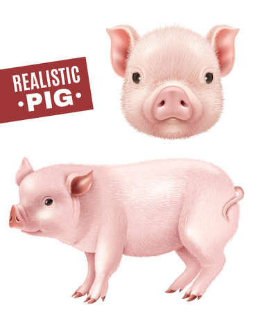 Pink pig realistic icons set of side view and head from front isolated on white background vector illustrationのイラスト素材