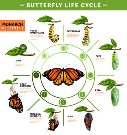 Butterfly life cycle infographics layout  illustrated developing stage of monarch species from eggs to emerging vector illustrationのイラスト素材