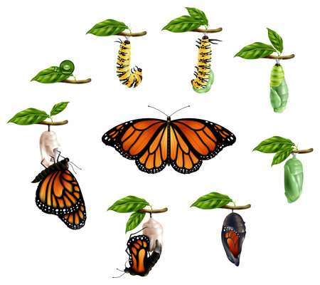 Life cycle of butterfly realistic icons set of caterpillar larva pupa imago phases vector illustrationのイラスト素材