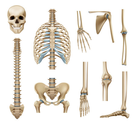Realistic human skeleton parts set with skull spine scapula bones of pelvis and limbs isolated vector illustrationのイラスト素材