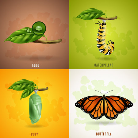 Butterfly 2x2 realistic design concept set developing stage of butterfly from eggs caterpillar pupa to imago vector illustrationのイラスト素材