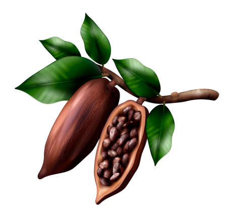 Cocoa tree branch realistic composition with image of cacao fruits on limb with leaves and beans vector illustrationのイラスト素材