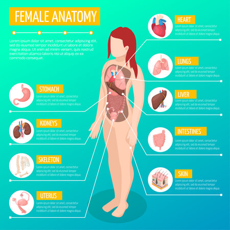 Woman anatomy infographic layout with location and definitions of internal organs in female body isometric vector illustrationのイラスト素材