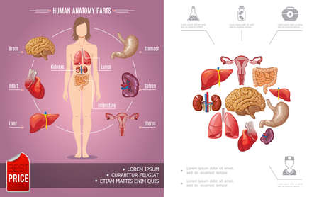 Cartoon human anatomy colorful concept with woman body parts and medical icons vector illustrationのイラスト素材
