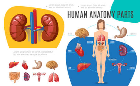 Human anatomy infographic template with woman body brain stomach liver uterus heart kidneys lungs intestine spleen in cartoon style vector illustrationのイラスト素材