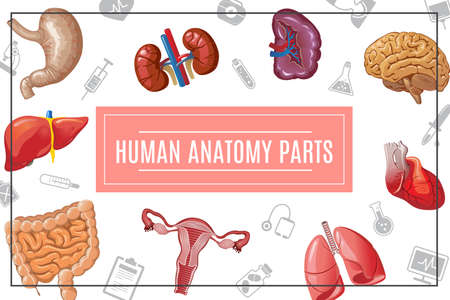 Cartoon human body organs concept with liver kidneys lungs brain heart stomach intestine female reproductive system and medical icons vector illustrationのイラスト素材