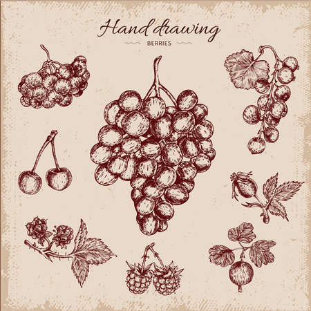 Berries hand drawn design including grapes rowanberry black currant and cherry on beige worn background vector illustrationのイラスト素材