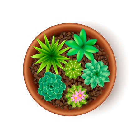 Big pot composition with several different flowers in the ground and in one pot vector illustrationのイラスト素材