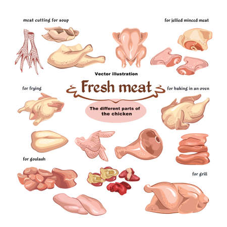 Colored sketch chicken meat parts set for different meals and dishes preparation isolated vector illustrationのイラスト素材
