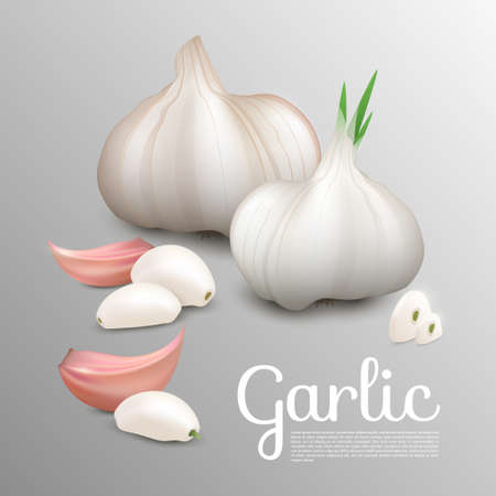 Fresh natural garlic concept with whole vegetables and slices in realistic style isolated vector illustrationのイラスト素材
