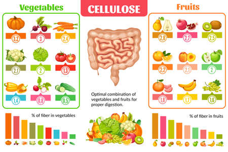 Cartoon healthy nutrition infographic concept with set of natural vegetables and fruits for proper digestion vector illustrationのイラスト素材